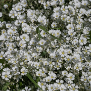 Gypsophila repens 'Alba'