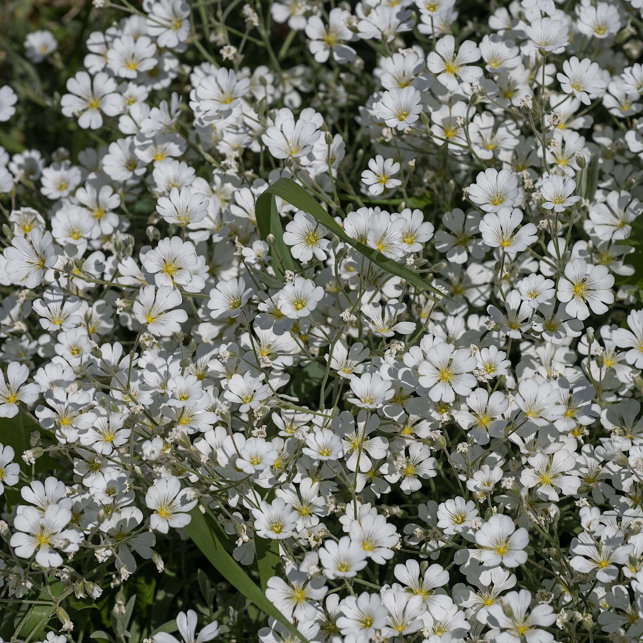 Gypsophila repens 'Alba'