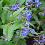 Pulmonaria 'Blue Ensign'