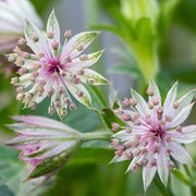 Astrantia maj. 'Roma'