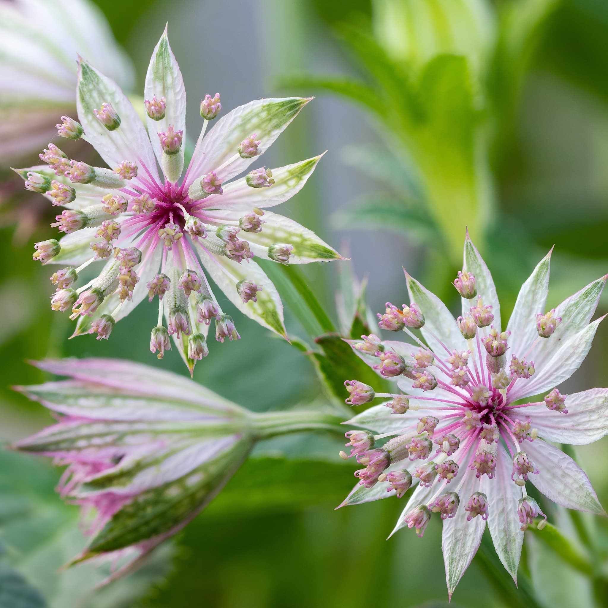 Astrantia maj. 'Roma'