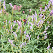Veronicastrum virg. 'Fascination'
