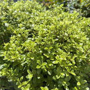 Pittosporum 'Golf Ball'