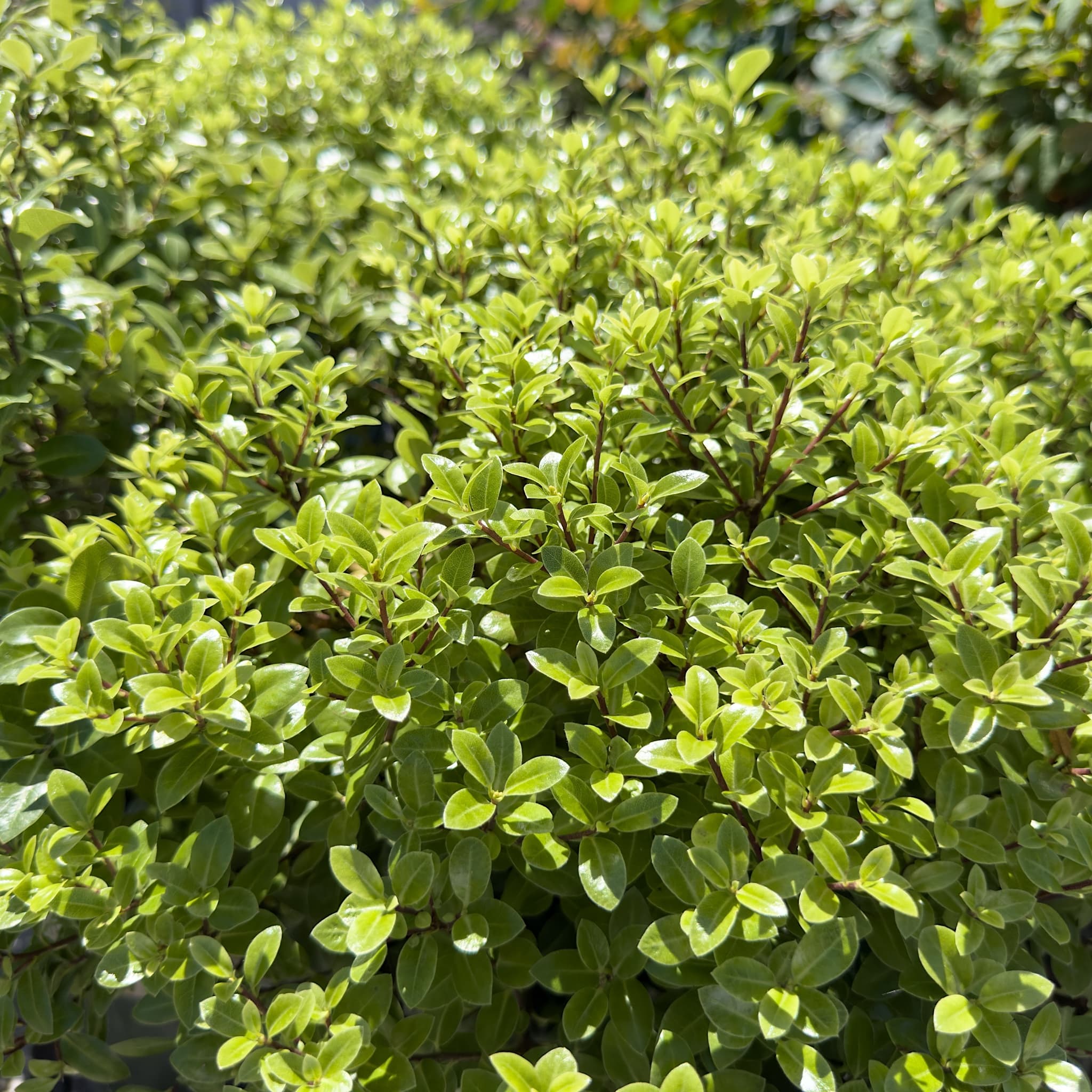 Pittosporum 'Golf Ball'