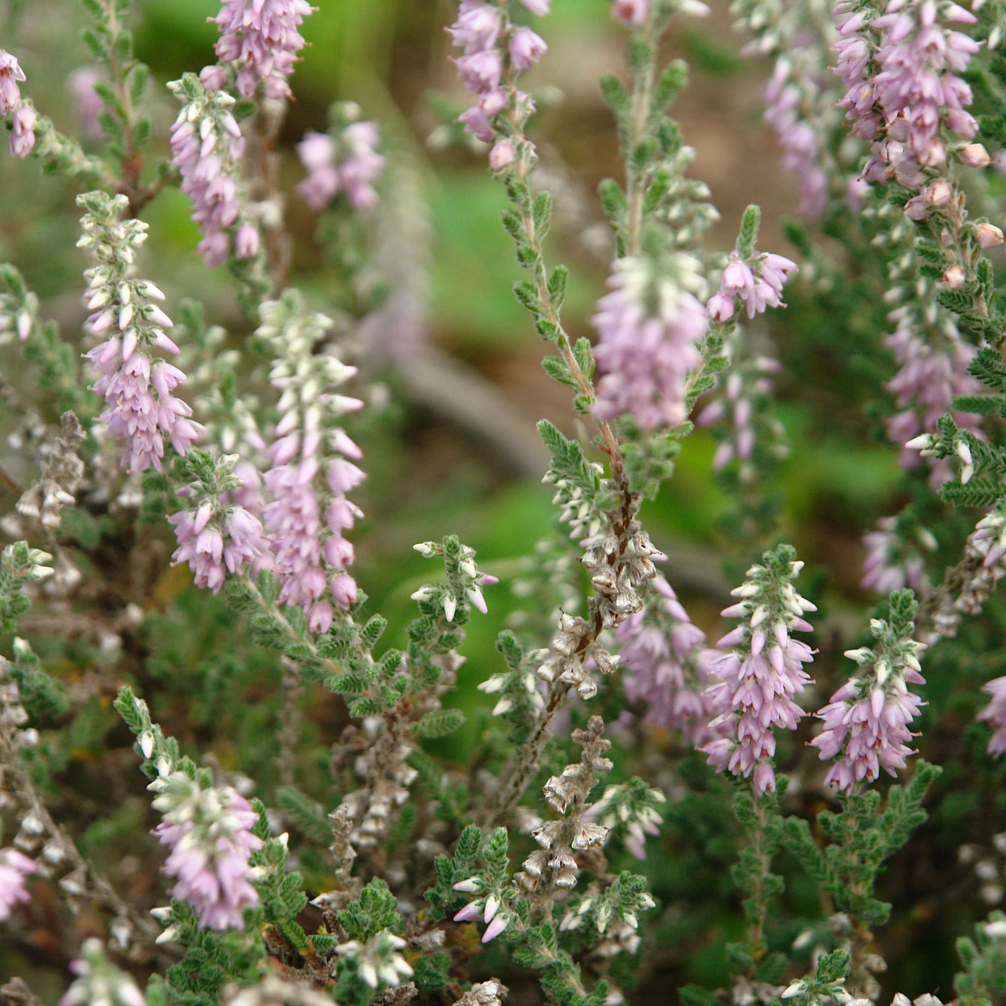 Calluna vulg. 'Silver Knight'