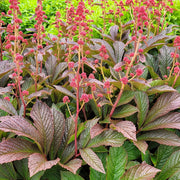 Rodgersia 'Bronze Peacock'