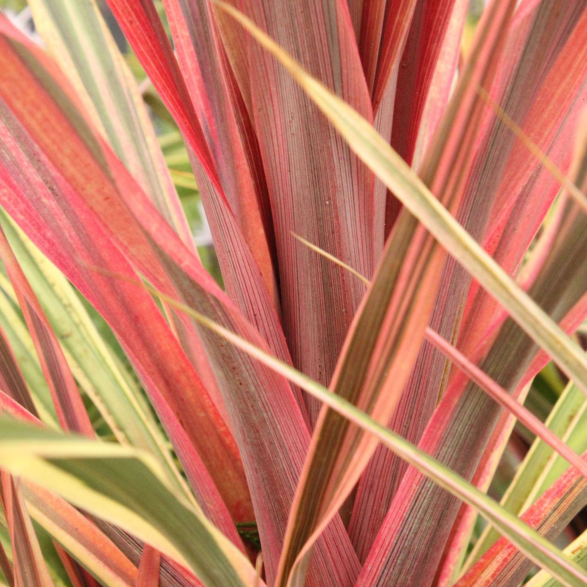 Cordyline aus. 'Can Can'