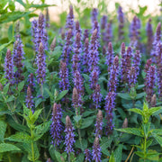 Salvia 'East Friesland'