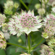 Astrantia maj. 'Buckland'