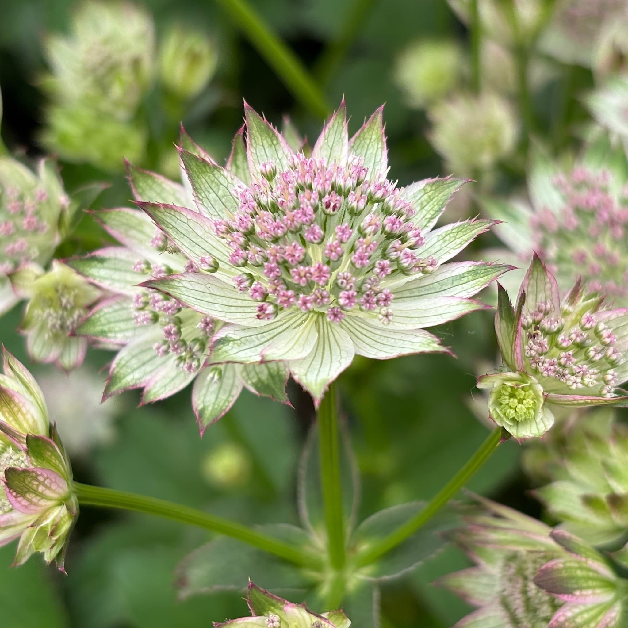 Astrantia maj. 'Buckland'