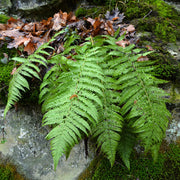 Dryopteris filix-mas