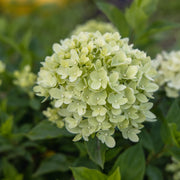 Hydrangea pan. 'Limelight'