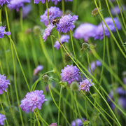 Scabiosa 'Butterfly Blue'