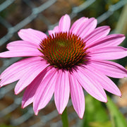 Echinacea purpurea