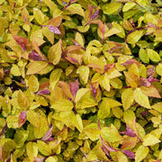 Spiraea japonica 'Golden Princess'