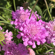 Scabiosa 'Pink Mist'