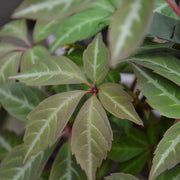 Parthenocissus henryana