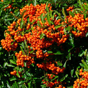 Pyracantha 'Orange Glow'