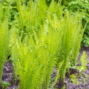 Matteuccia struthiopteris