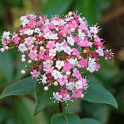 Viburnum tinus 'Lisa Rose'
