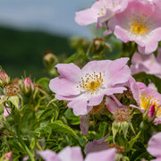Rosa 'Canina'