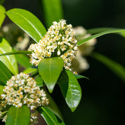 Skimmia x con. 'Kew Green'