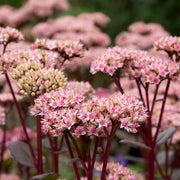 Sedum teleph. 'Matrona'