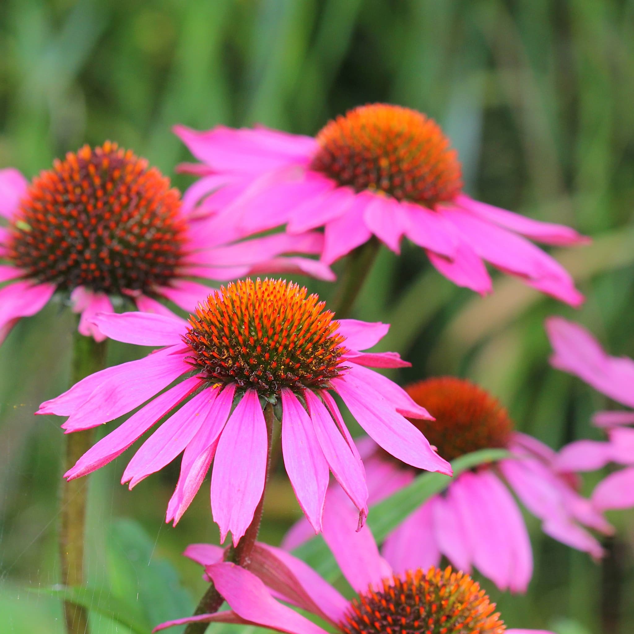 Echinacea purp. 'Magnus'