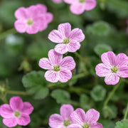 Erodium variabile 'Bishop's Form'