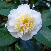 Camellia 'Jury's Yellow'