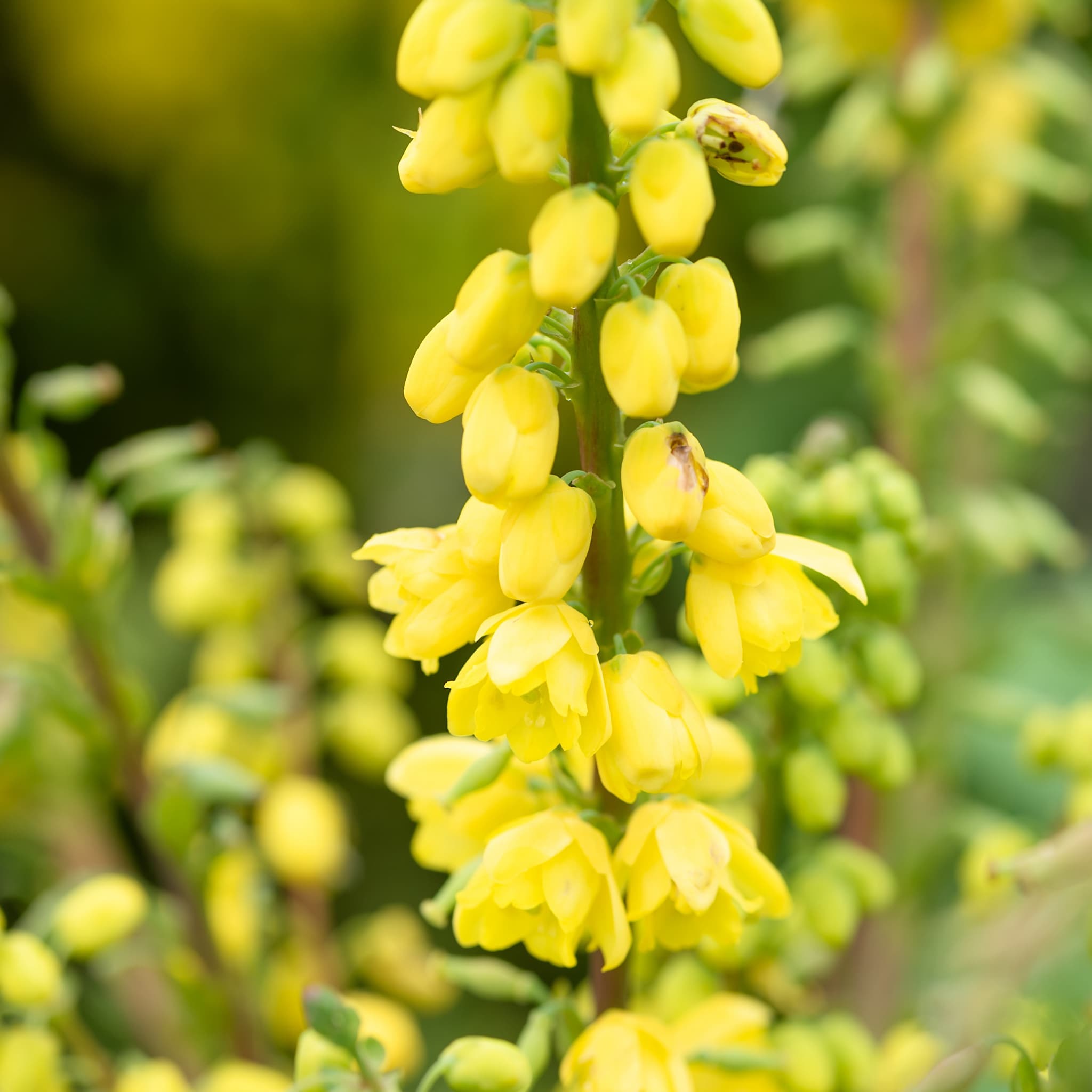Mahonia media 'Winter Sun'