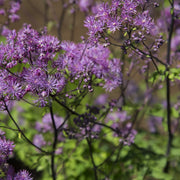 Thalictrum 'Black Stockings'