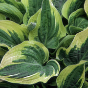 Hosta 'Wide Brim'