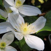 Clematis montana 'Alba'