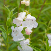 Penstemon 'White Bedder'