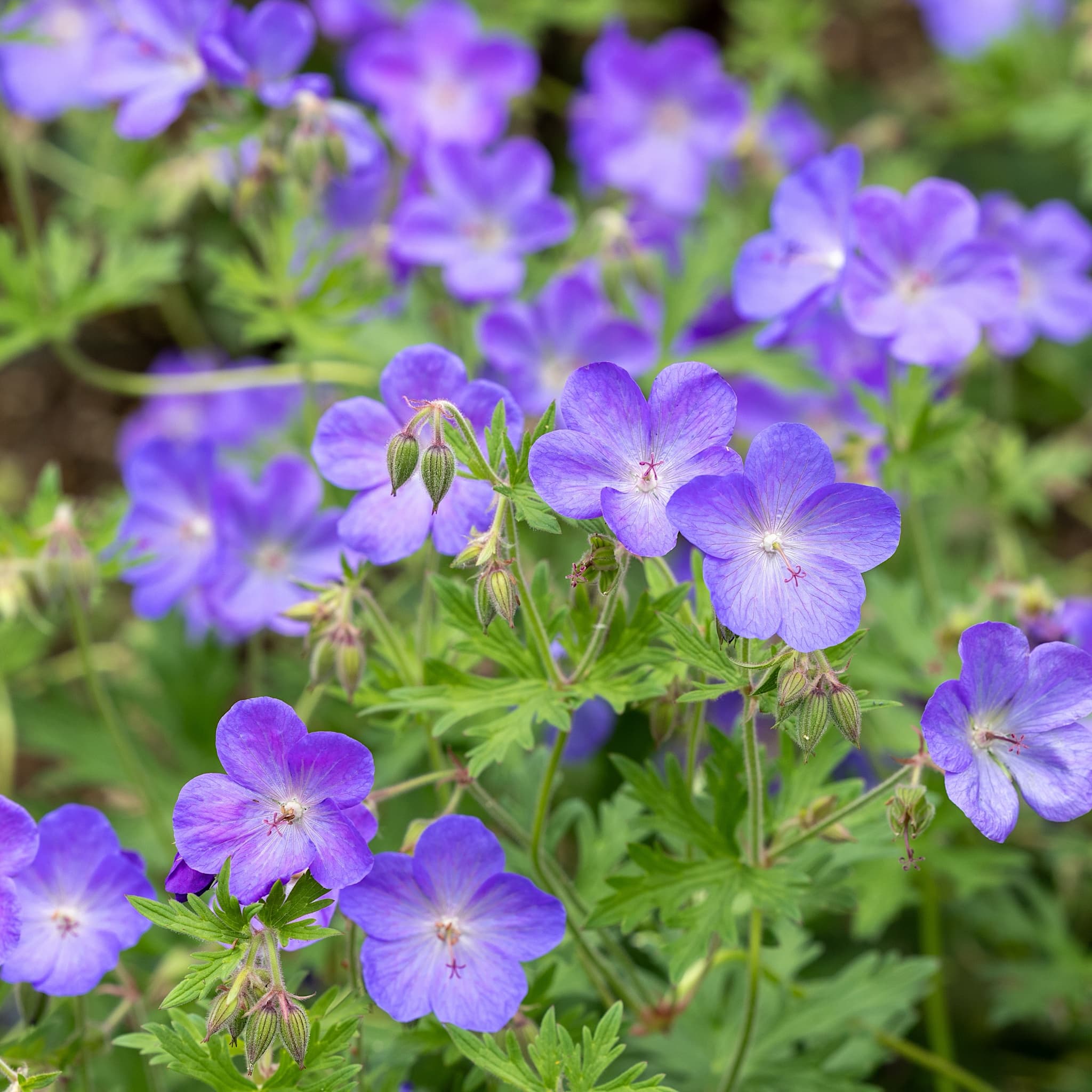 Geranium 'Johnson's Blue'