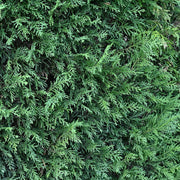 Cupressocyparis leylandii