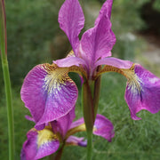 Iris sib. 'Sparkling Rose'