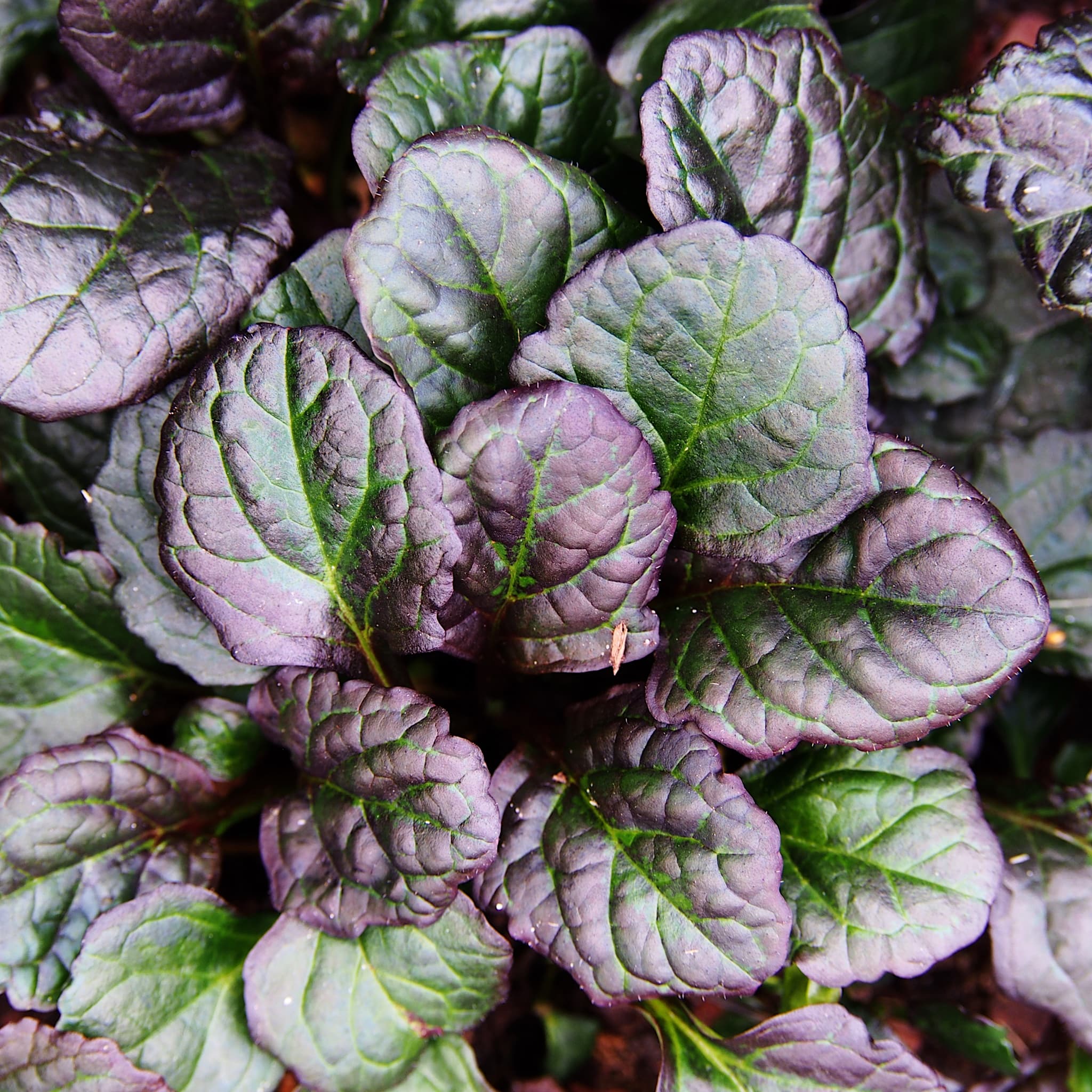 Ajuga reptans 'Catlin's Giant'