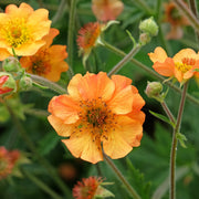 Geum 'Totally Tangerine'