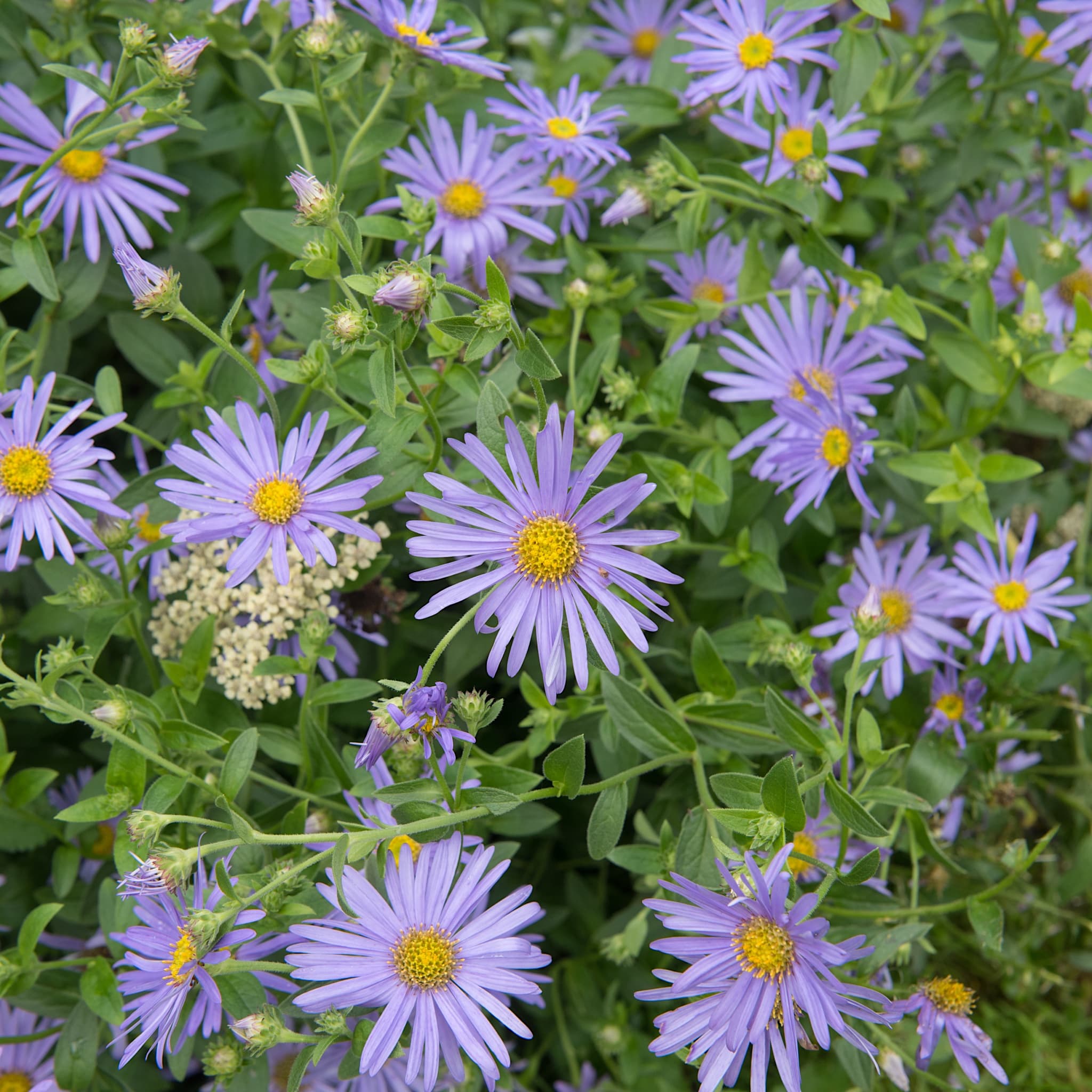 Aster x frikartii 'Monch'