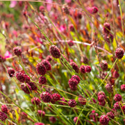 Sanguisorba off. 'Tanna'
