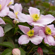 Clematis montana 'Rubens Superba'