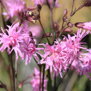 Lychnis 'Jenny'