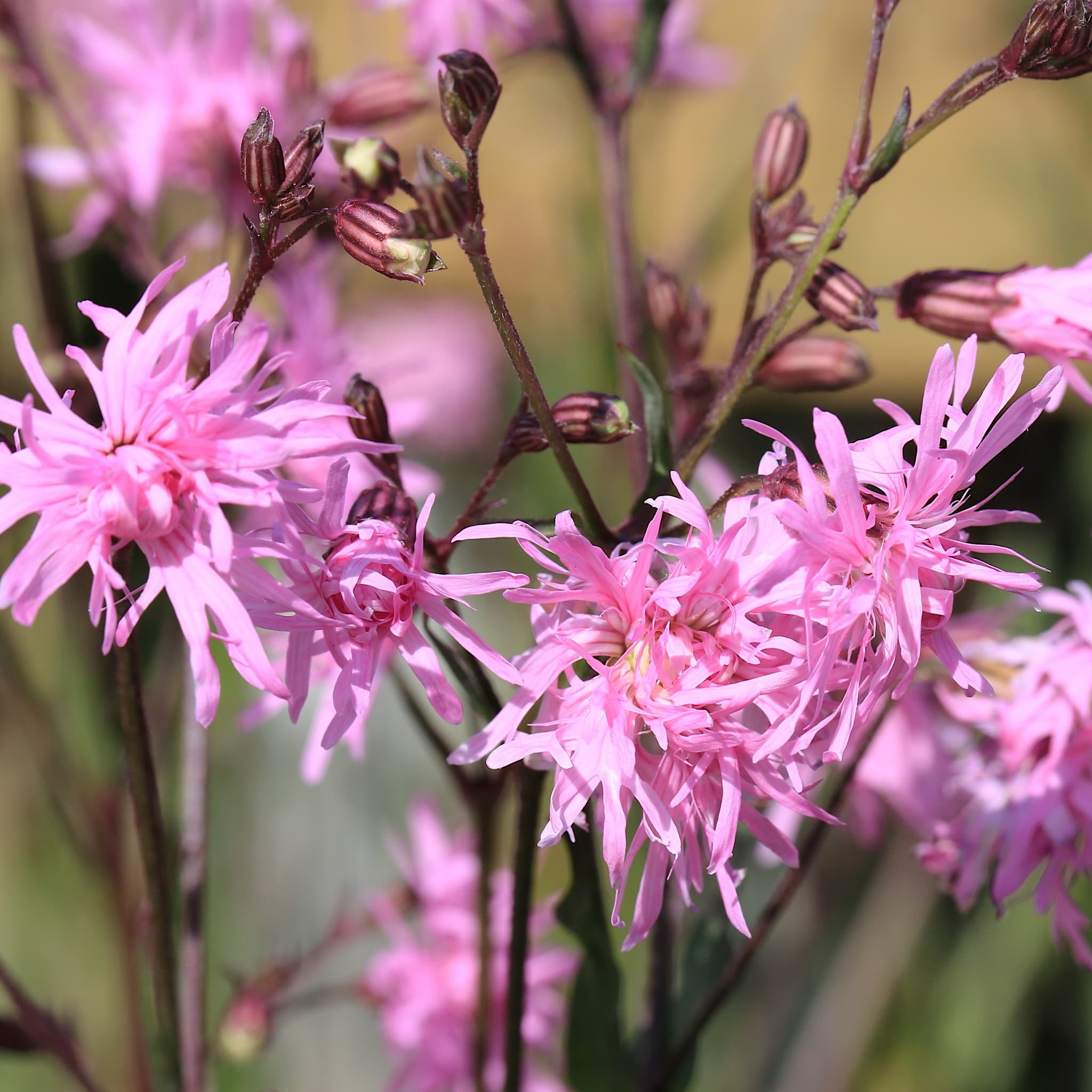 Lychnis 'Jenny'