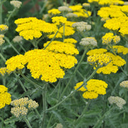 Achillea 'Moonshine'