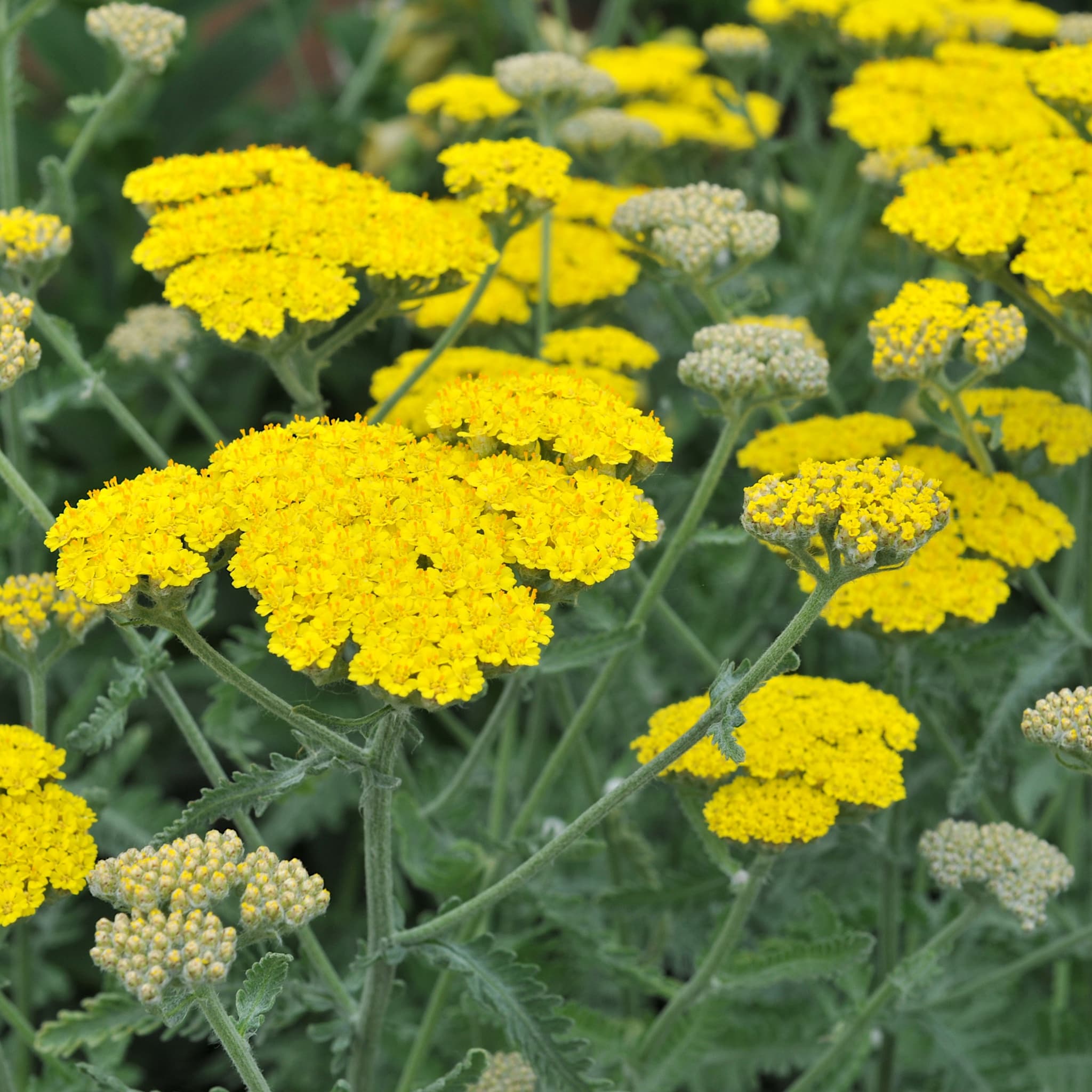 Achillea 'Moonshine'