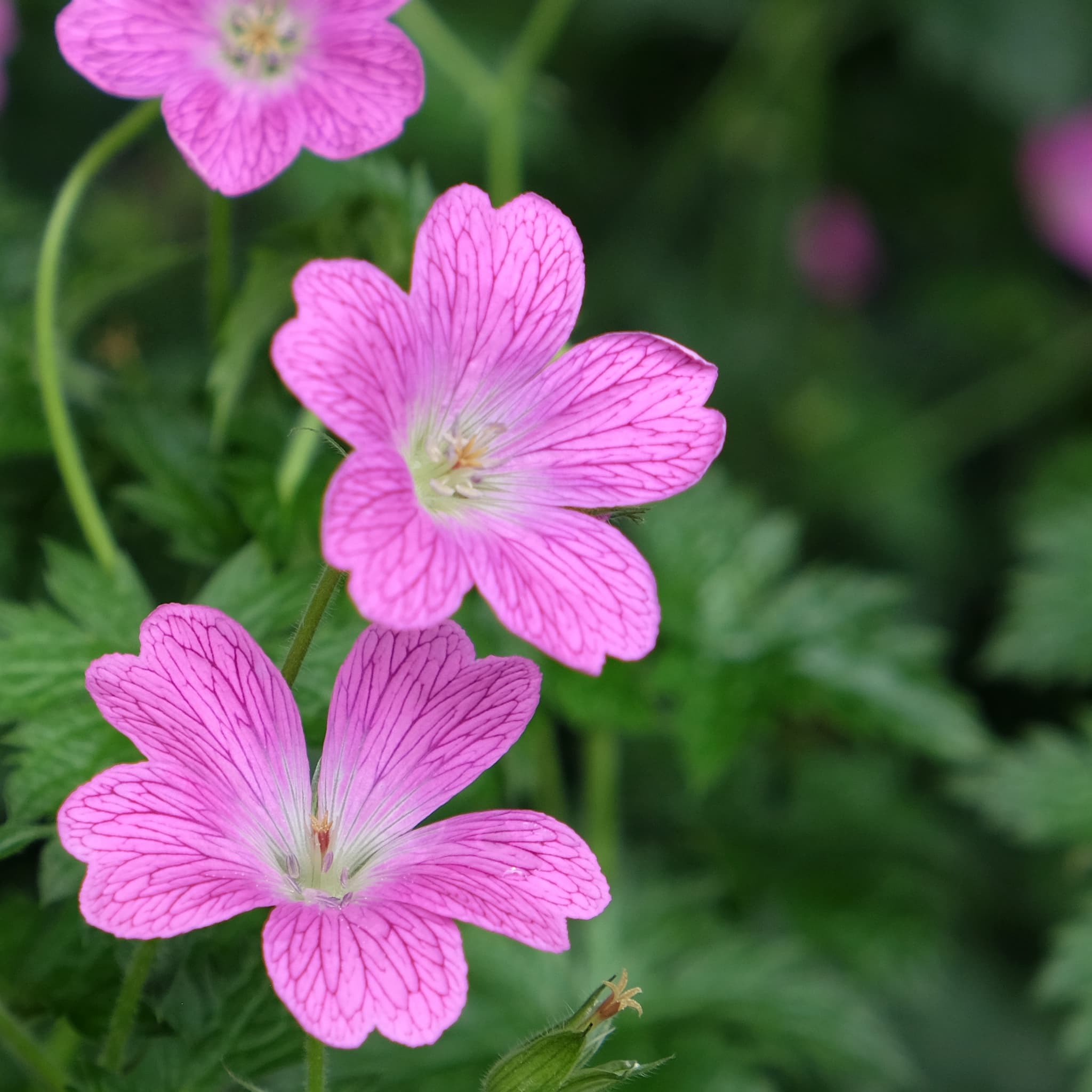 Geranium endr. 'Wargrave Pink'