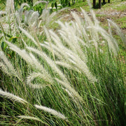 Pennisetum alop. 'Hameln'