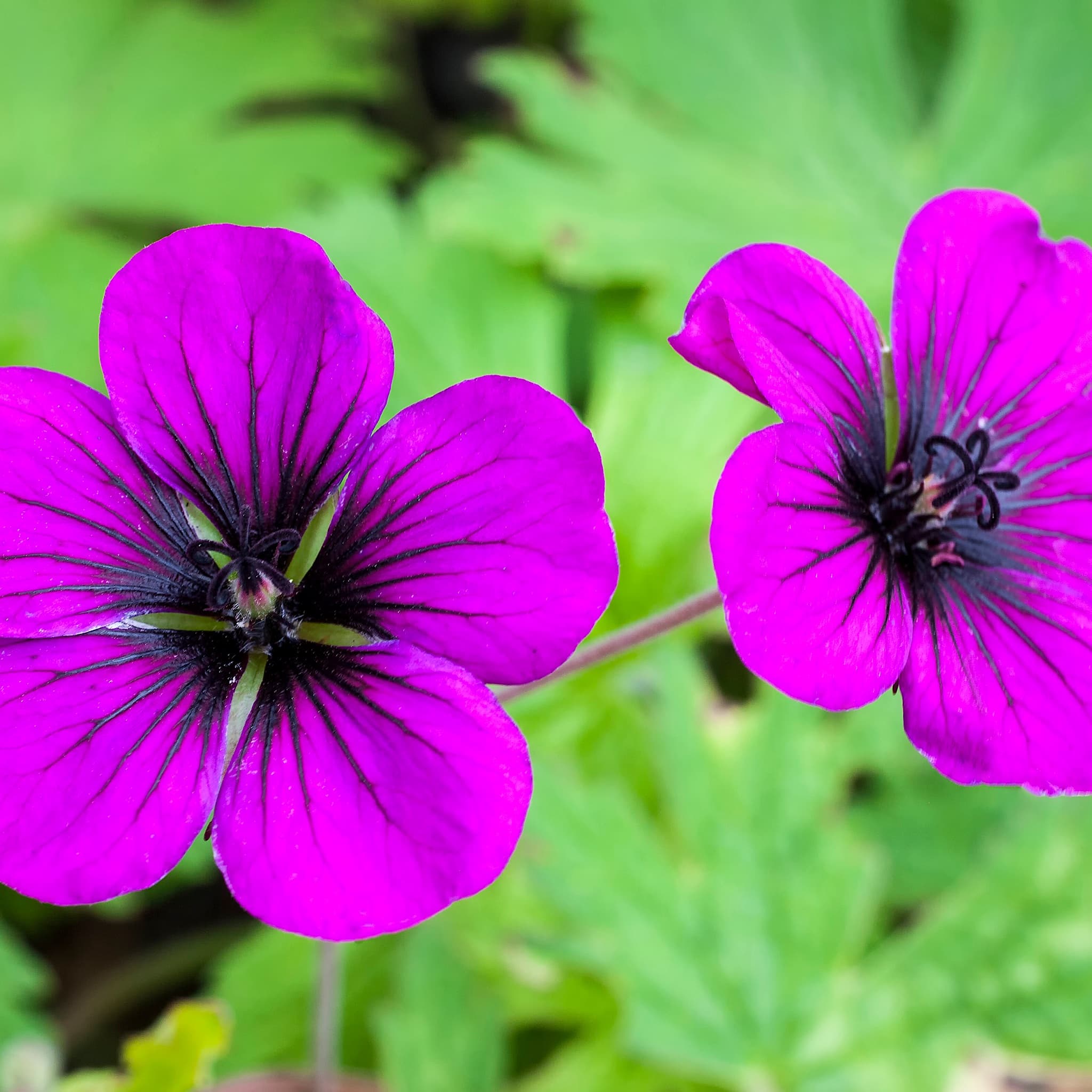 Geranium 'Ann Folkard' (Magenta Pink)
